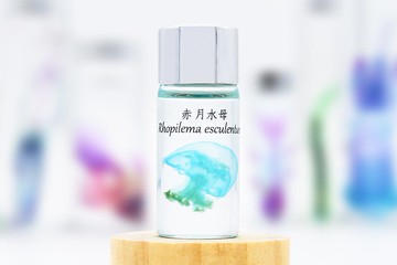 透明生物標本 - 赤月水母 Rhopilema esculentum (小)