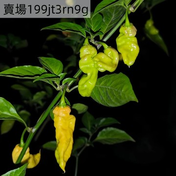 🌶️【閃電哈瓦那 辣椒種子】🌶️（奶黃特辣）觀賞,食用辣椒種子 庭院陽台盆栽種植 果長 5-6 CM 寬約 2.5 CM
