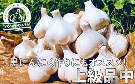 青森県産「にんにく・福地ホワイト種」　中サイズ・800g