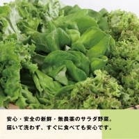 10-03 植物工場産野菜・お徳用12セット（１年契約）１セット×１２回