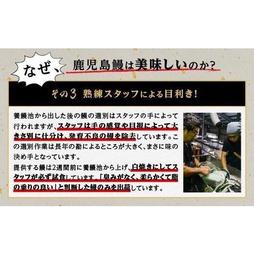 ふるさと納税 鹿児島県 大崎町 うなぎ 蒲焼 150g以上×4尾地下水で育てた絶品鰻