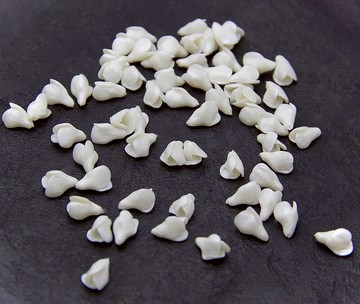 珍珠芽花蕾用於製作珠寶的聚合物粘土花蕾