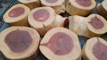 厚料台灣龍柏木杯墊全部一標