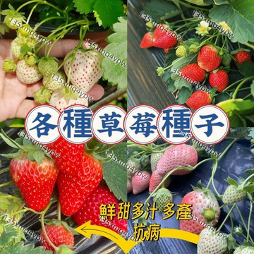 現貨💥【 精選優質草莓種子】 四季草莓籽種子 二號草莓種子 盆栽草莓 當年結果 鮮甜多汁 四季可種 庭院陽台種植