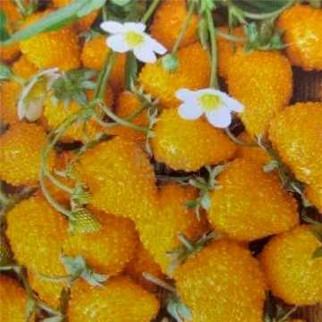 台灣現貨（沙漠荒芙草莓種子）極耐旱 生命力強｜野性風味 果香濃郁｜盆栽地栽皆宜 懶人必備新手易種好養活#水果種子