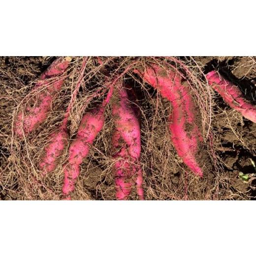 ふるさと納税 茨城県 八千代町  訳あり 茨城 八千代町産 さつまいも 紅はるか 土付き 無選別 生芋 約 10kg 農家直送 熟成 べにはるか イモ 芋 いも おやつ [AX…