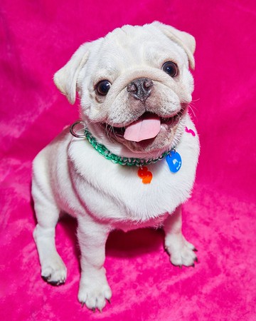 Squiggles Tailor-Made PEPPERMINT 項圈是為狗和貓定制的。