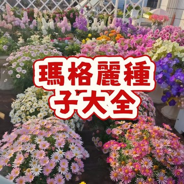 台灣現貨現發（瑪格麗種子大全） 爆款热销 夏日四季好養 當季新籽 發芽率高   陽台庭院盆栽 開花爆盆 花期長 #超優惠