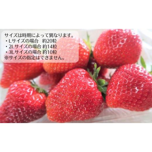 ふるさと納税 兵庫県 加西市 朝採り 加西市いちご 300g×4パック[ イチゴ 苺 とちおとめ