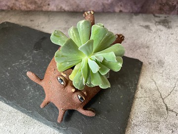 小怪獸造型多肉植物盆栽