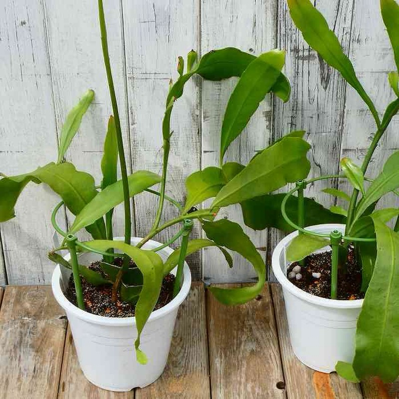 月下美人 苗 5号鉢 孔雀サボテン 白花 多肉植物 240924 | LINE 月下美人 苗 5号鉢 孔雀サボテン 白花 多肉植物 240924 | LINE