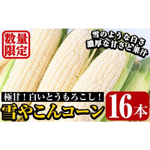 ふるさと納税 鹿児島県 阿久根市 ＜先行予約受付中！2024年6月下旬〜8月下旬の間に発送予定＞数量限定！極甘！白いとうもろこし「雪やこんコーン」(16本) 国産…