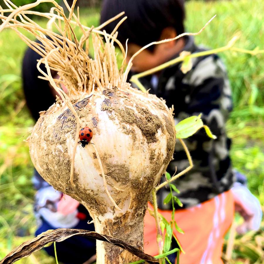 にんにく1kg 大きい！美味しい！糸島市からお届けする自慢のにんにくです（数量限定）