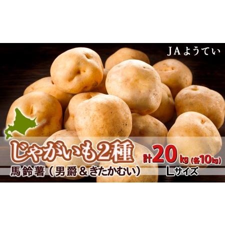 ふるさと納税 じゃがいも2種 馬鈴薯（男爵＆きたかむい） Ｌサイズ 各10kg 合計20kｇ＜JAようてい＞2024年発送 北海道黒松内町