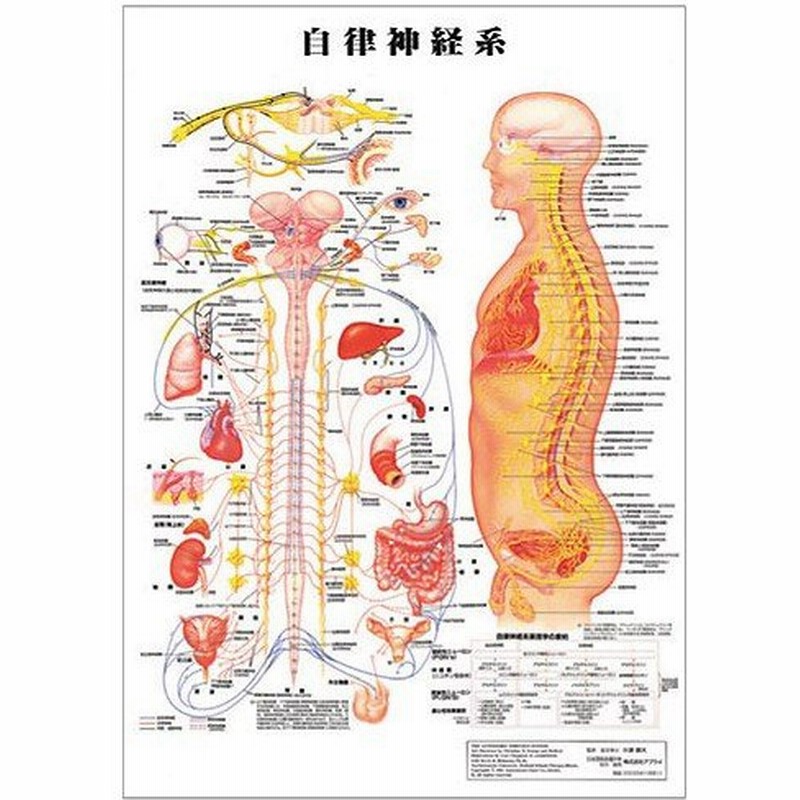 あすつく対応 自律神経系 デスクサイズプラスチック版 ポスター 人体チャート 医学チャート 人体ポスター 人体解剖図 人体図 整体用品 通販 Lineポイント最大0 5 Get Lineショッピング