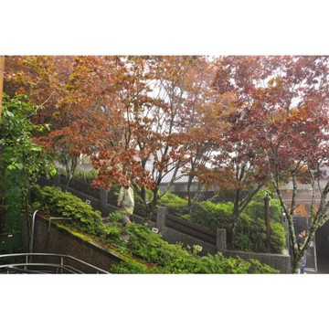 旅展折1千｜宜蘭旅遊｜太平山春楓紫葉槭、翠峰湖景觀步道、天送埤小火車、礁溪五星長榮三日遊｜高雄台南出發_GRORP25041