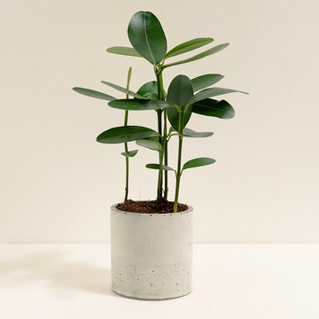 瓊崖海棠│泥作系列│福所栽