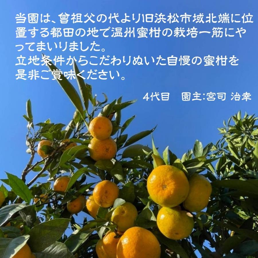 みかん  サイズ不揃い 10kg 約80〜120個 家庭用 無選別 静岡県 浜松市 蜜柑 ミカン 《11 上旬〜11 中旬・12 中旬の出荷》