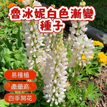 🔥 🔥 魯冰妮白色漸變 （魯冰花種子） 今年新籽 發芽率高 見土即活 花開爆盆 花期長  新手易種易活 陽台庭院盆栽