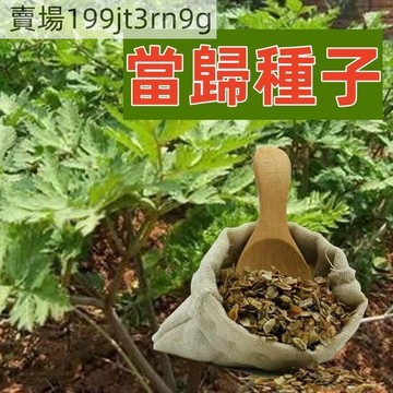 現貨🌿【當歸種子】🌿（250粒） 新種上市正宗當歸中藥材種子 庭院盆栽 四季種植野生特級正品當歸種籽 抗老活血中藥材種子