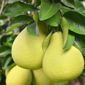 *中秋免運【台南麻豆老欉文旦】40年老欉頂級文旦禮盒(10台斤/盒)