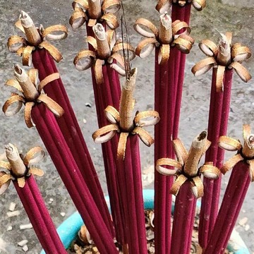 【花開富貴香】檀香香供佛香傢用天然觀音香重陽供香香過年春節