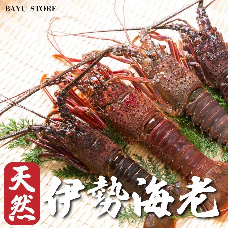 伊勢海老 訳あり 刺身 約900g-1kg (8〜12尾) エビ 高級 冷凍 お歳暮