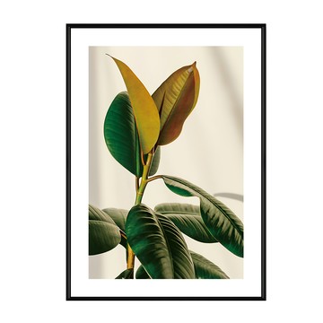BOLUO GALLERY 菠蘿選畫所 青翠碧綠 橡皮樹I BFLE3432B  30 x 40cm  黑色