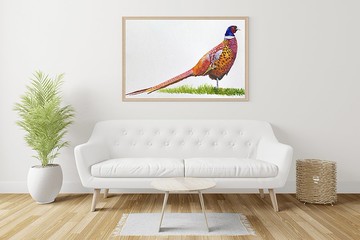 台灣藍腹雉-台灣特有鳥類 水彩原畫