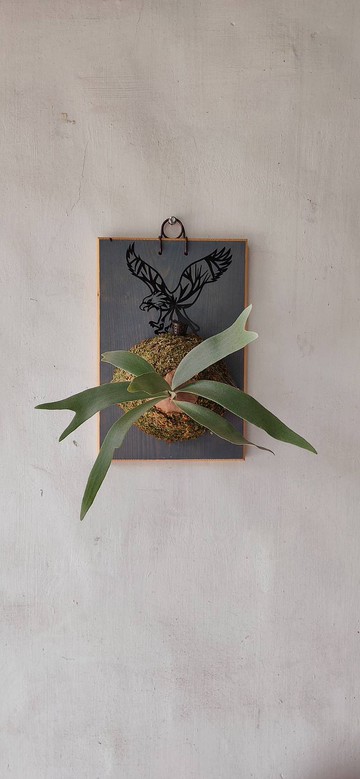 白霍克鹿角蕨上板  森林系壁植 畢業  新居落成 開幕誌慶禮