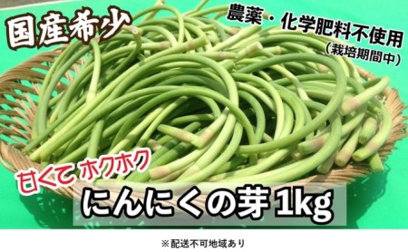 にんにくの芽 国産 2024年 発送 約1kg 錦町産 農薬・化学肥料 栽培期間中不使用 桑原農園 希少 甘くてほくっと！配送不可：離島