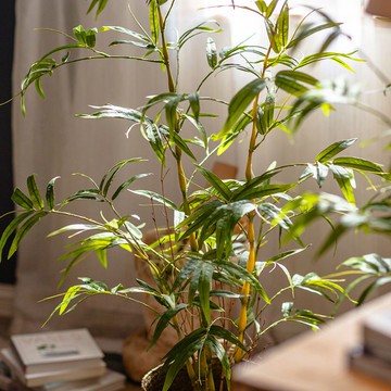 可開票 超低價 免運 掬涵 新品仿真綠植金葫蘆竹大型植物盆栽侘寂風落地造景裝飾擺件 快速發貨