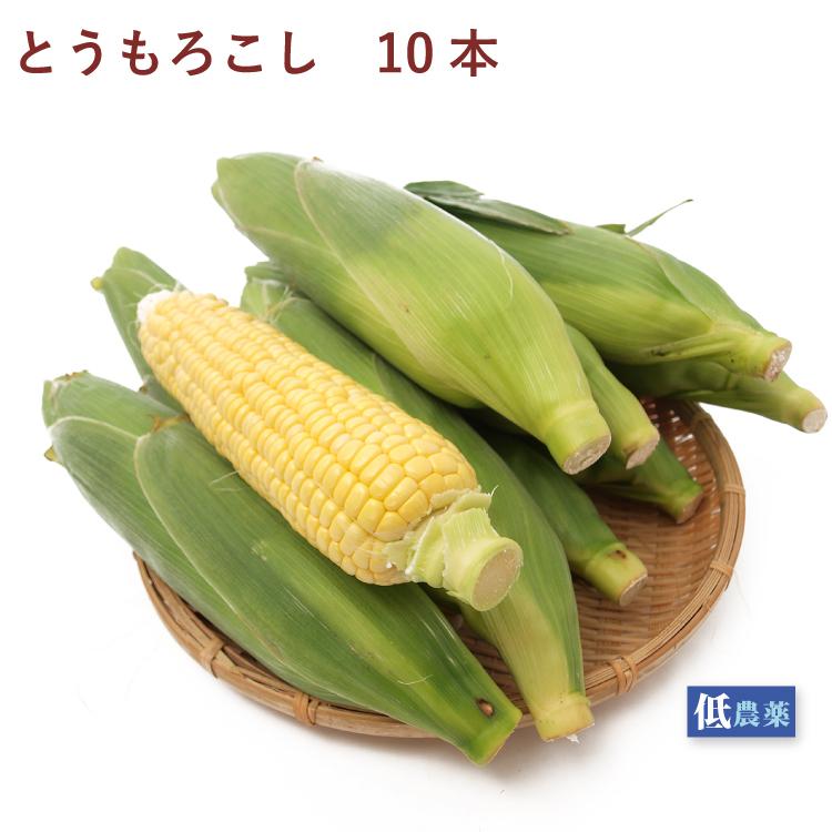 とうもろこし　新潟産　低農薬栽培　10本　送料込