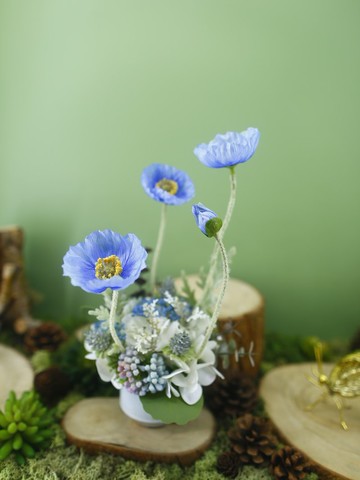 恆久祝福藍美人香氛花禮/入厝禮/開幕/喬遷/送禮/植栽