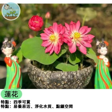 已開口碗蓮種子3天發芽 水培 14款精品蓮花種子迷你荷花睡蓮種子 ins上超火的花卉種子 治愈系花卉