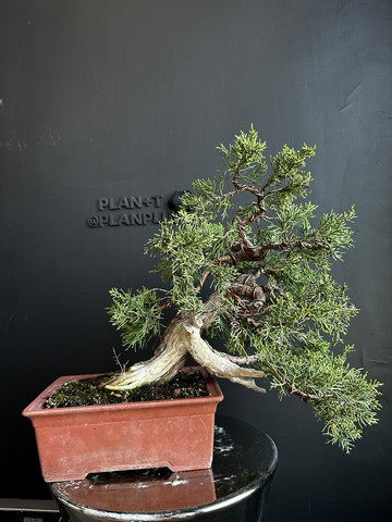 日本糸魚川真柏 植物 盆景 盆栽 bonsai 楓葉 塊根 多肉植物