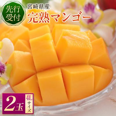 ふるさと納税 新富町 完熟マンゴー4L×2個