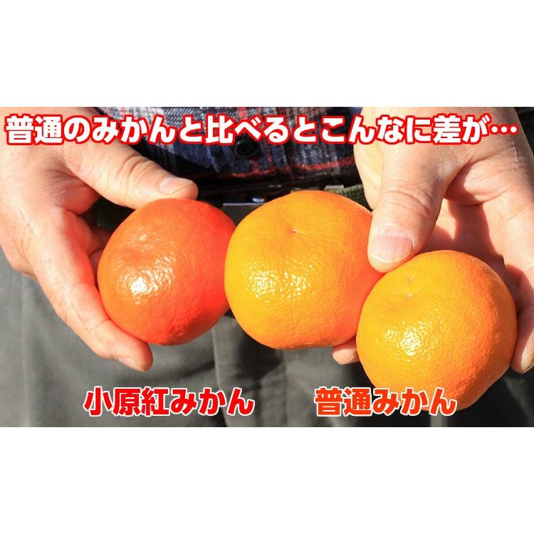 お歳暮 ギフト 香川県産 金時紅みかん2kg