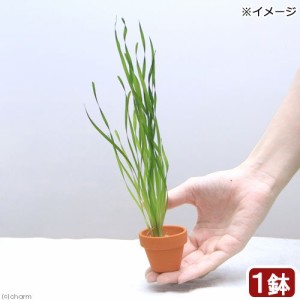 水草 スクリューバリスネリア ミニ素焼き鉢 無農薬 １鉢 通販 Lineポイント最大6 0 Get Lineショッピング