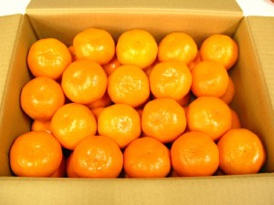 みかん　蜜柑　ミカン　果物 Lサイズ １０キロ入り（北海道、沖縄県は送料1000円追加させていただきます。）