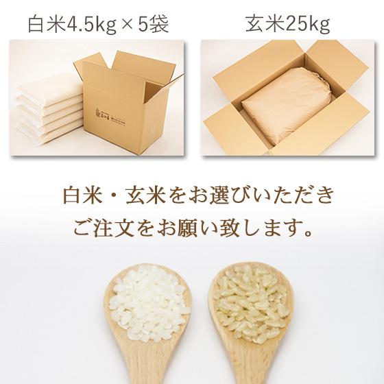 令和５年産　2等米　お米25kg　特別栽培米昔ながらの新潟産こしひかり 玄米25kg×1袋   白米4.5kg×5袋　送料無料（一部地域を除く）