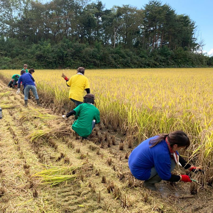 新米 令和5年産 米 お米 米5kg 玄米 はれわたり 青森県産 古代米お試し袋付き