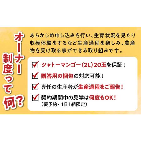 ふるさと納税 シャトーマンゴー／マンゴーの木オーナー制度 宮崎マンゴー シャトー 果物 宮崎県宮崎市