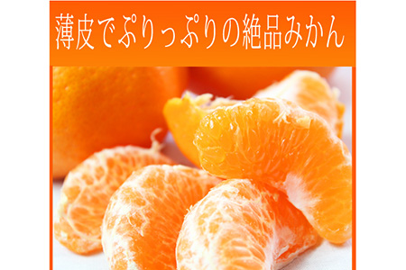 果肉ぷりぷり!完熟はるみ 5kg ※2024年2月上旬頃～2月下旬頃に順次発送予定 ※着日指定不可