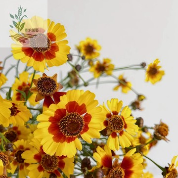 青禾園藝（蛇目菊種子）新種子現貨 多年生食用花種子 崑崙雪菊雙色金雞菊種子 陽臺盆栽種子#台灣自留種