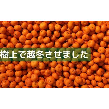 ふるさと納税 完熟！ 越冬 小原紅早生みかん　約3kg 香川県綾川町