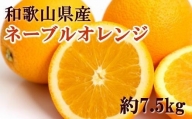 和歌山県産ネーブルオレンジ約7.5kg（サイズおまかせ）★2023年１２月中旬頃より順次発送