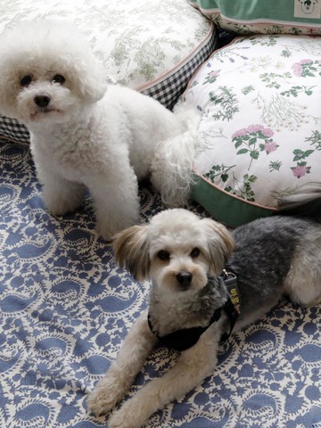 Gardens Round Pet Cushion (6 colors)