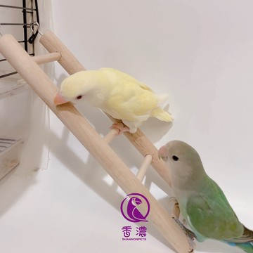 香濃❤鸚鵡樓梯 鳥階梯小梯子 攀爬梯 鸚鵡玩具用品