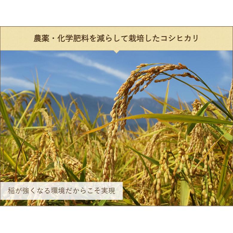 新潟 糸魚川 根知谷産コシヒカリ 玄米5kg 根知ライスファーム 送料無料